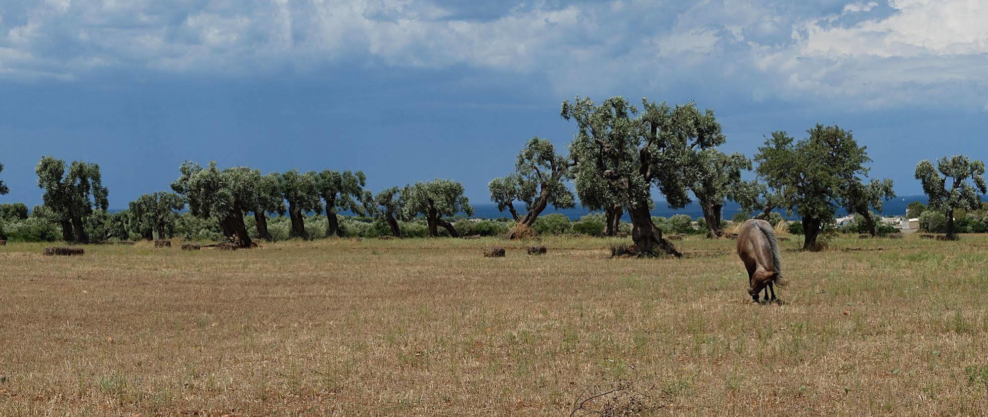 Masseria Palombara Grande Ostuni