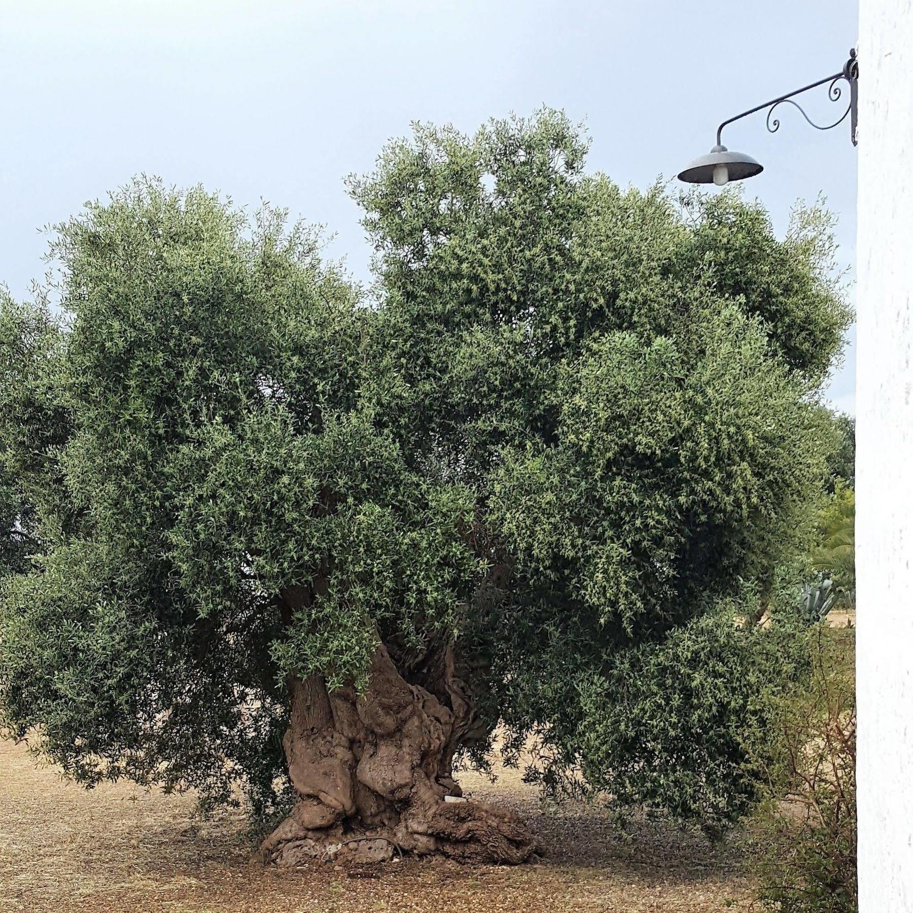Frühstückspension Masseria Palombara Grande Ostuni
